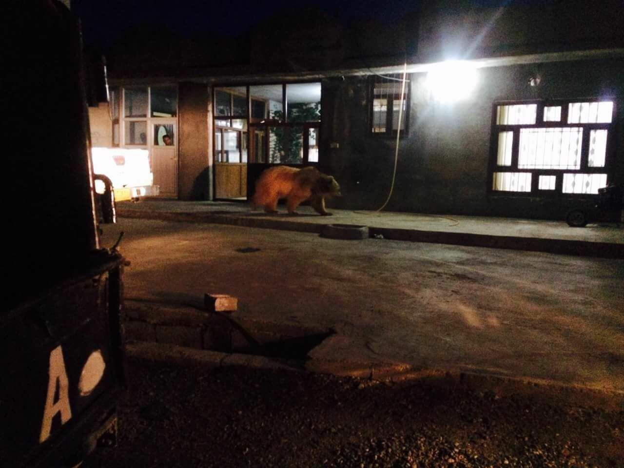 One of the released bears into Kurdistan nature appears in Haji Omaran town in Erbil Province, April 17, 2017. (Photo: Social Media)